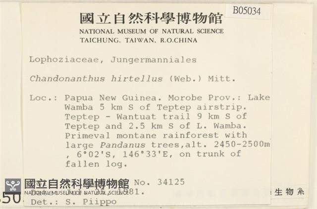 齒邊廣萼苔藏品圖，第2張