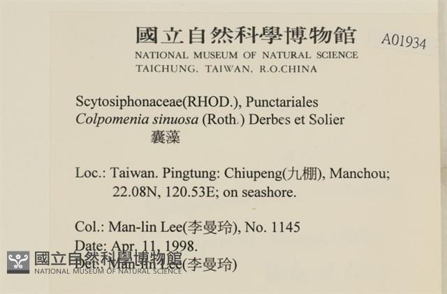 袋苔, 囊藻藏品圖，第2張
