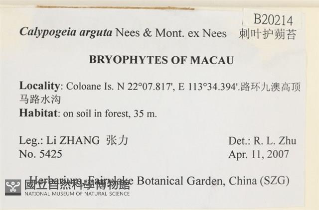 刺葉護蒴苔藏品圖，第2張
