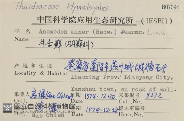 小牛舌蘚藏品圖，第2張