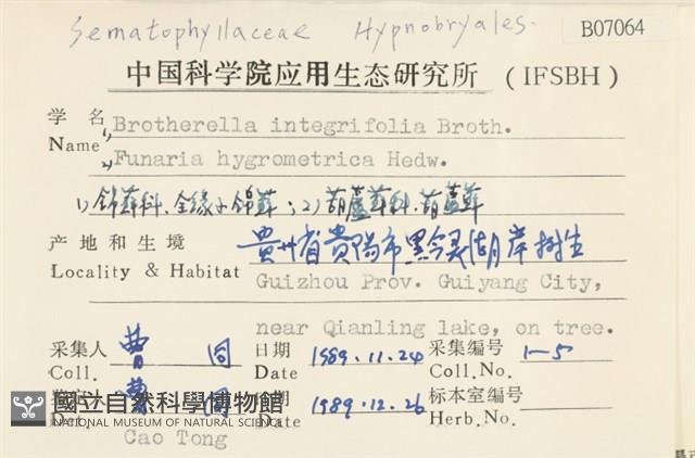 全緣小錦蘚藏品圖，第2張