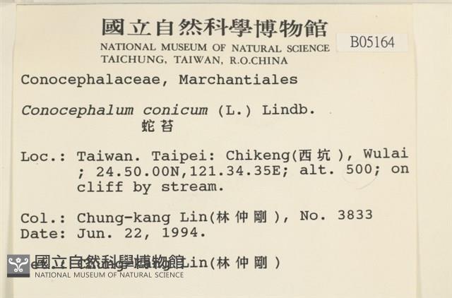 蛇苔藏品圖，第2張