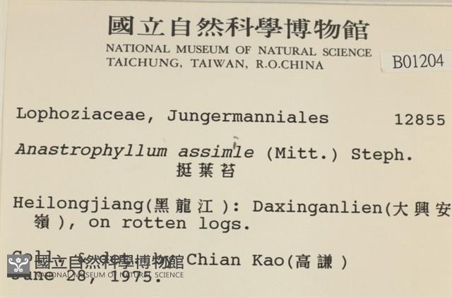 挺葉苔藏品圖，第2張