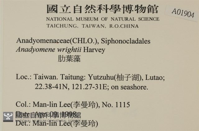浮網藻, 肋葉藻藏品圖，第2張