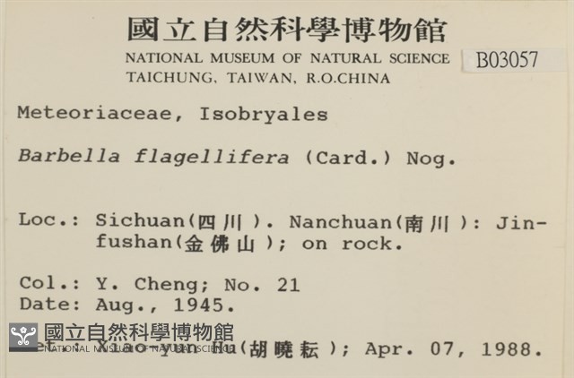 鞭枝懸蘚藏品圖，第2張