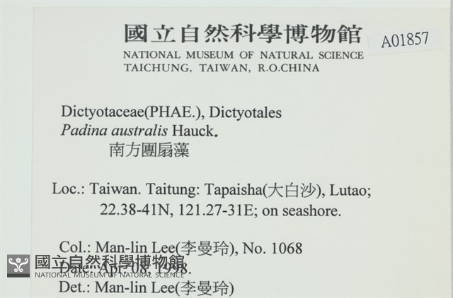 南方團扇藻藏品圖，第2張