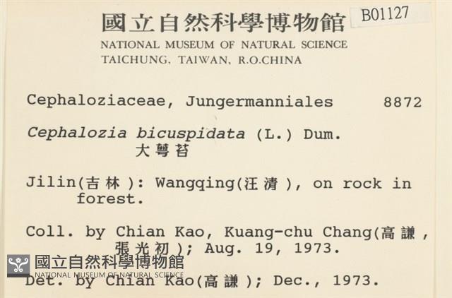 大萼苔藏品圖，第2張
