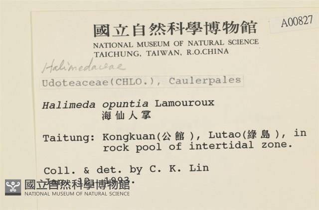 仙掌藻, 海仙人掌藏品圖，第2張