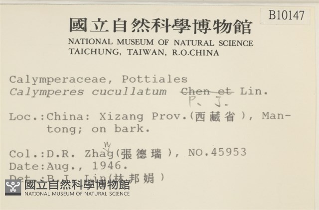 兜葉花葉蘚藏品圖，第2張