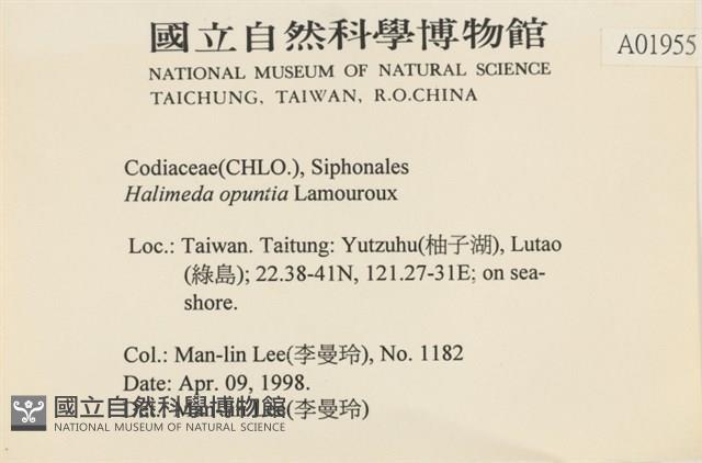 仙掌藻, 海仙人掌藏品圖，第2張