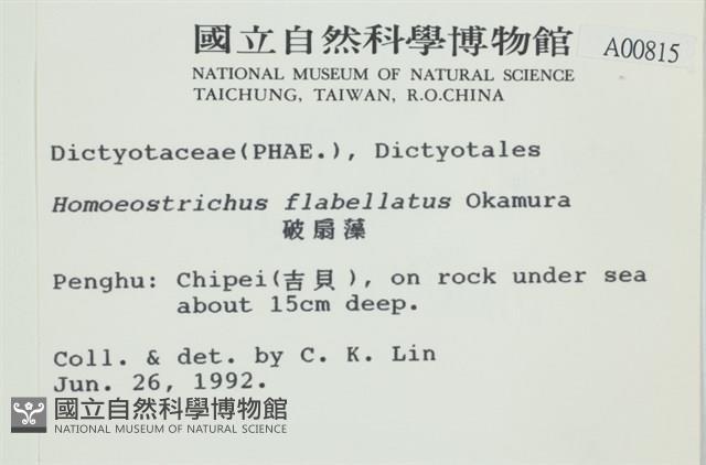 多扇藻藏品圖，第2張