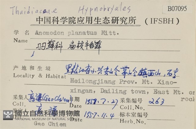 扁枝牛舌蘚藏品圖，第2張