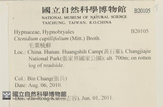 細葉櫛葉蘚, 毛葉梳蘚藏品圖，第2張