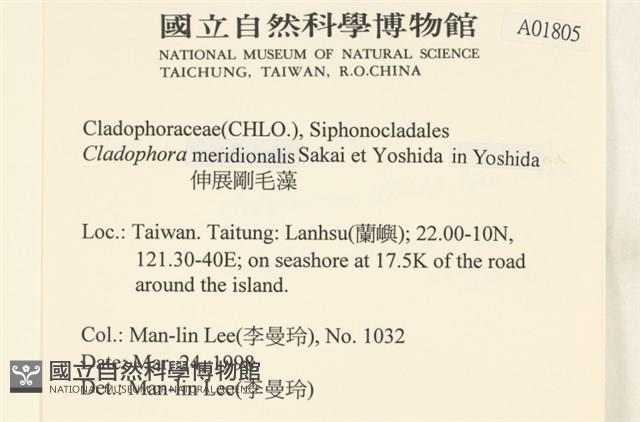 伸展剛毛藻藏品圖，第2張