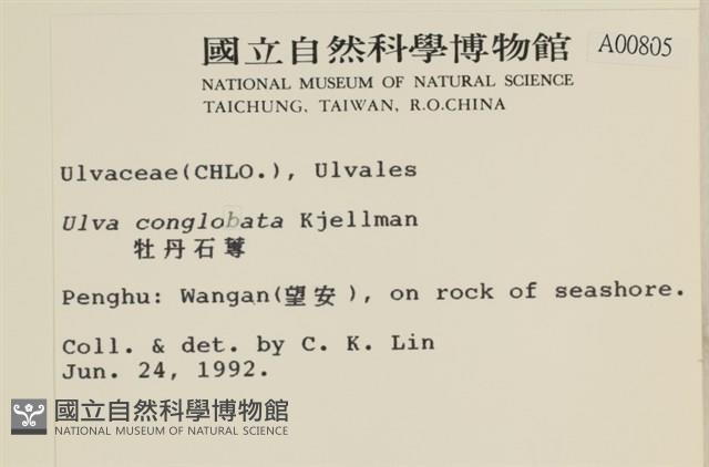 茶花石蓴, 牡丹菜藏品圖，第2張