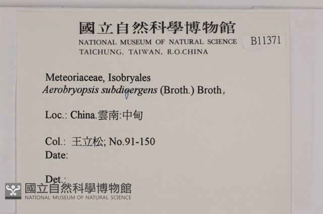 大灰氣蘚藏品圖，第2張