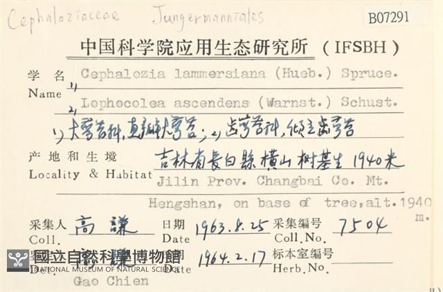 直瓣大萼苔藏品圖，第2張