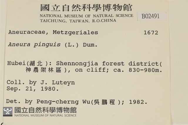 綠片苔藏品圖，第2張