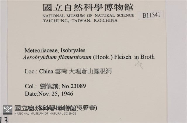 毛扭蘚藏品圖，第2張
