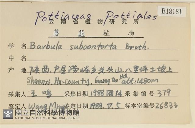 狹葉扭口蘚藏品圖，第2張