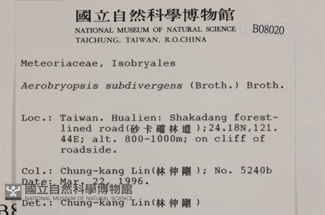 大灰氣蘚藏品圖，第2張