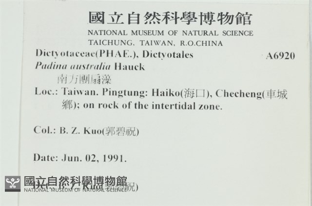 南方團扇藻藏品圖，第2張