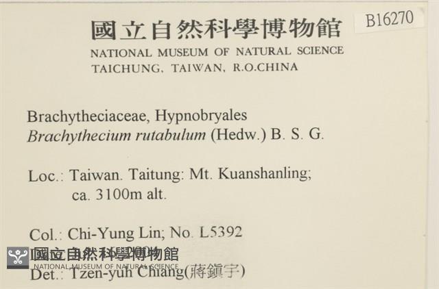 卵葉青蘚藏品圖，第2張