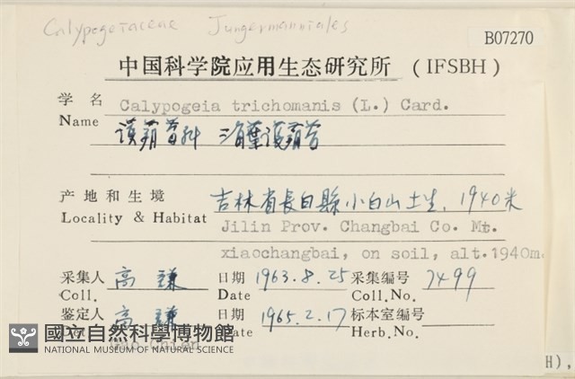三角葉護蒴苔藏品圖，第2張