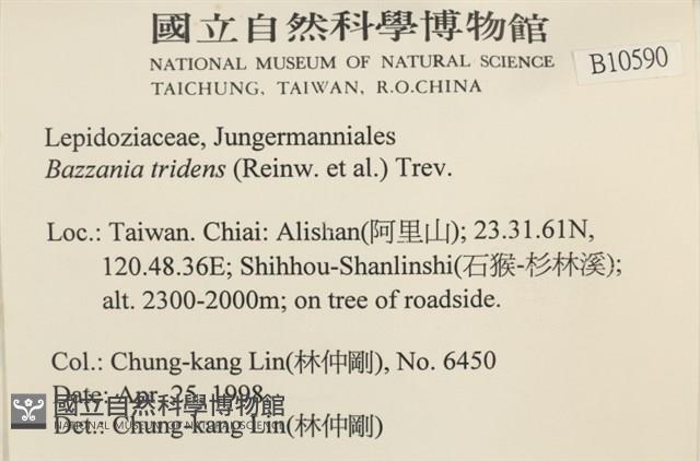 鞭苔,三裂鞭苔藏品圖，第2張