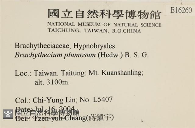 羽枝青蘚藏品圖，第2張