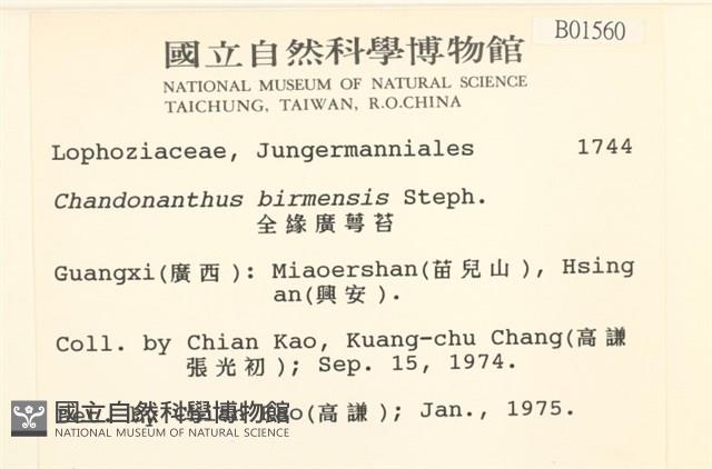 全緣廣萼苔藏品圖，第2張