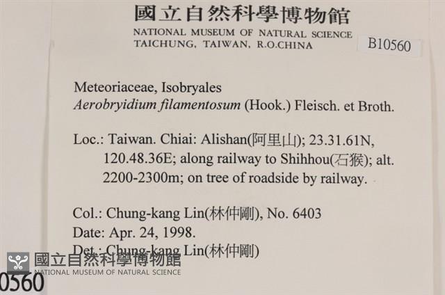 毛扭蘚藏品圖，第2張