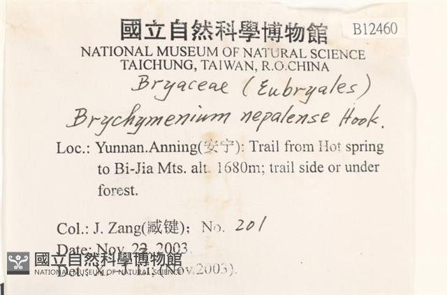 那霸短月蘚藏品圖，第2張