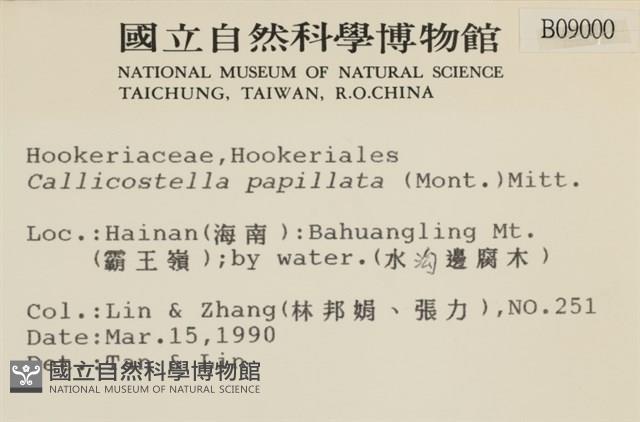 強肋蘚藏品圖，第2張