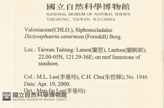 網球藻藏品圖，第2張