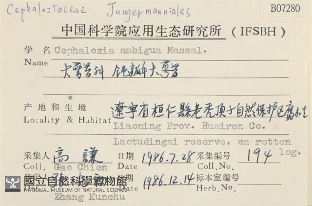 鈍瓣大萼苔藏品圖，第2張