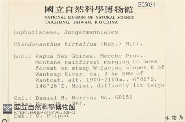 齒邊廣萼苔藏品圖，第2張