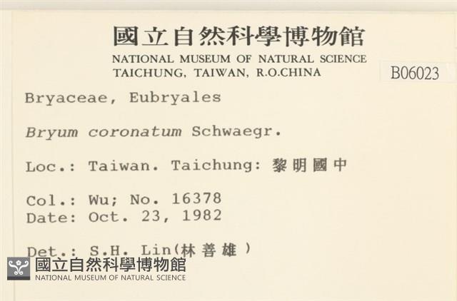 蕊形真蘚藏品圖，第2張