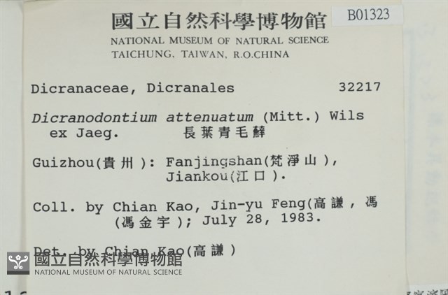 長葉青毛蘚藏品圖，第2張