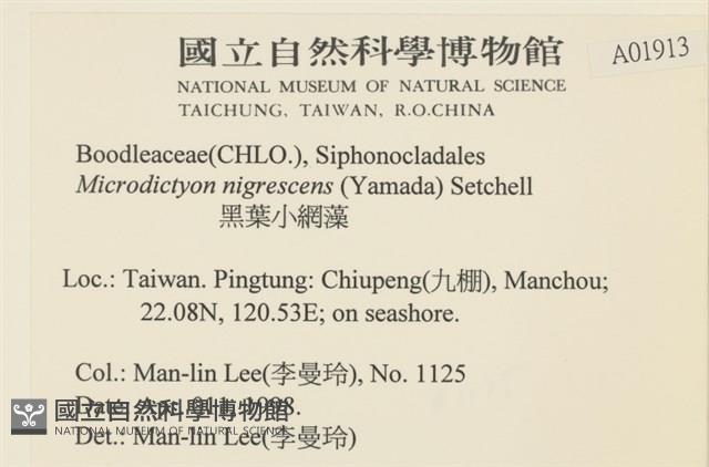 黑葉小網藻藏品圖，第2張