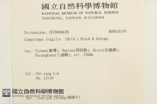 脆枝曲柄蘚藏品圖，第2張