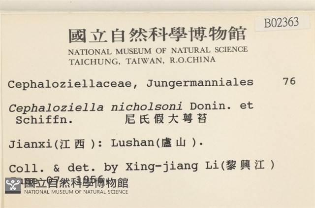 尼氏假大萼苔藏品圖，第2張