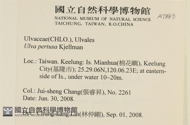 石蓴藏品圖，第2張