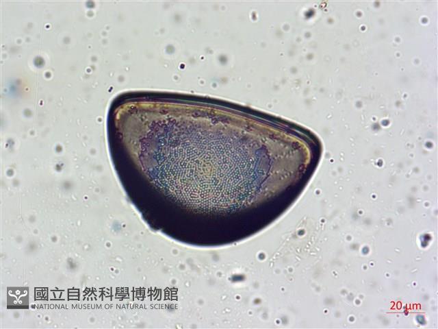 館號:A00004642藏品圖，第15張