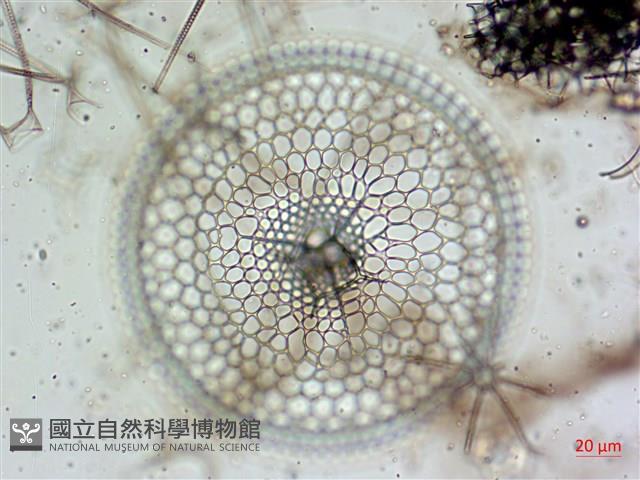 登錄號:A00004656藏品圖，第14張