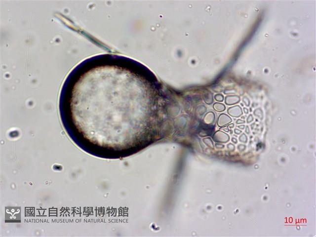 登錄號:A00004654藏品圖，第14張