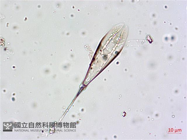 登錄號:A00004657藏品圖，第14張