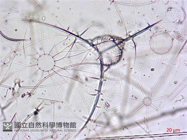 登錄號:A00004655藏品圖，第13張