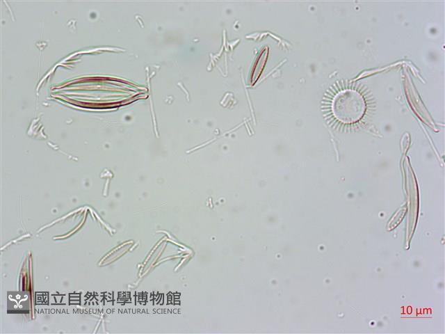 登錄號:A00004675藏品圖，第14張