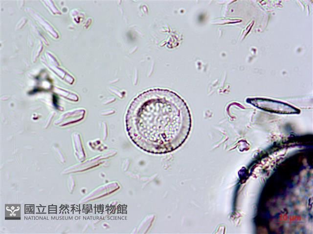 登錄號:A00004660藏品圖，第13張